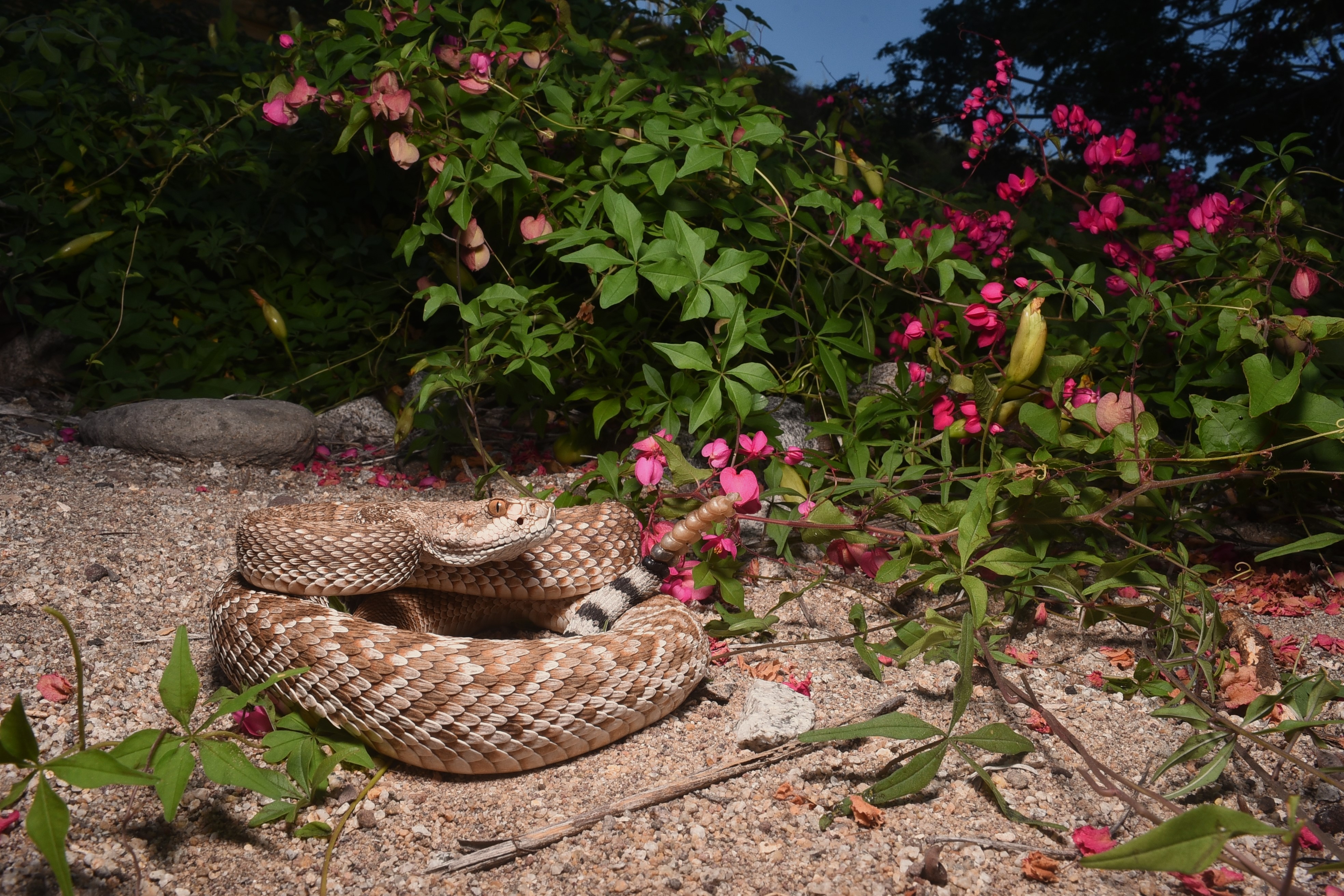 Red Diamond Rattlesnake coiled in vegetation